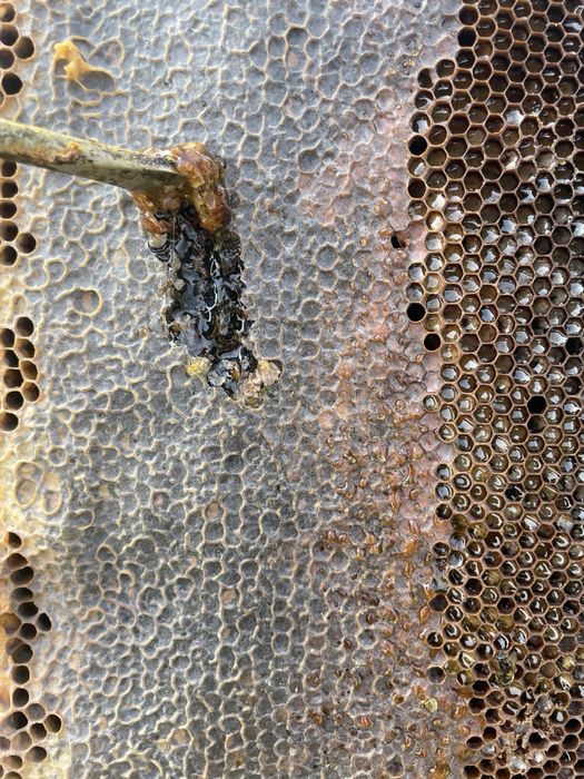 Пчелни рамки Дадан блат ПЛОДНИКОВИ