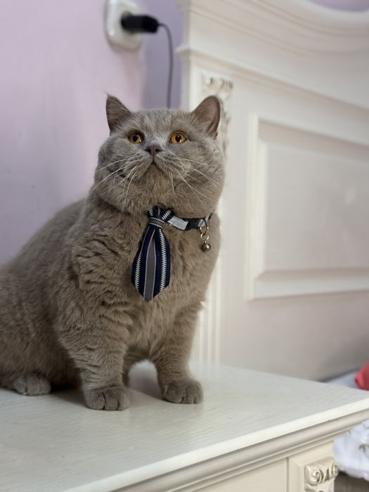 Продаётся Британский кот