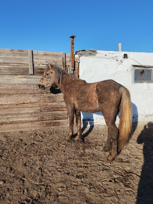 Дөнен Айғыр сатылады.