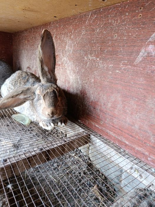 Продаются кролики самка 1 год 290.000 сум самец 7 месяцев 110.000 сум