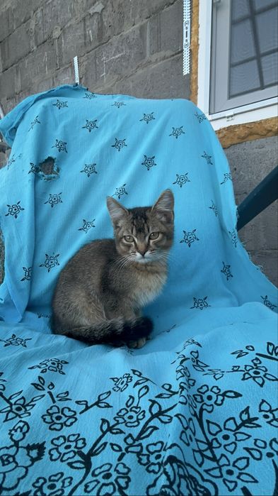 котенок мальчикк