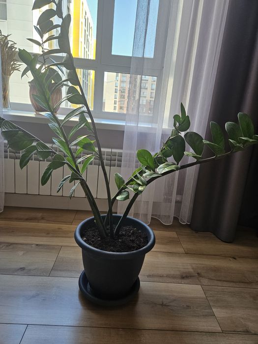 Цветы домашние в горшке