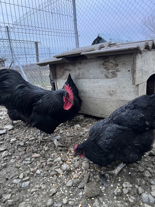 Oua pentru incubator sau familie 6+1 australorp