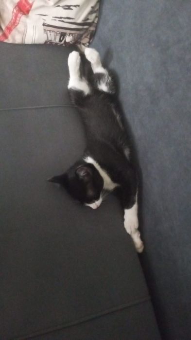 Отдам котенка в хорошие руки