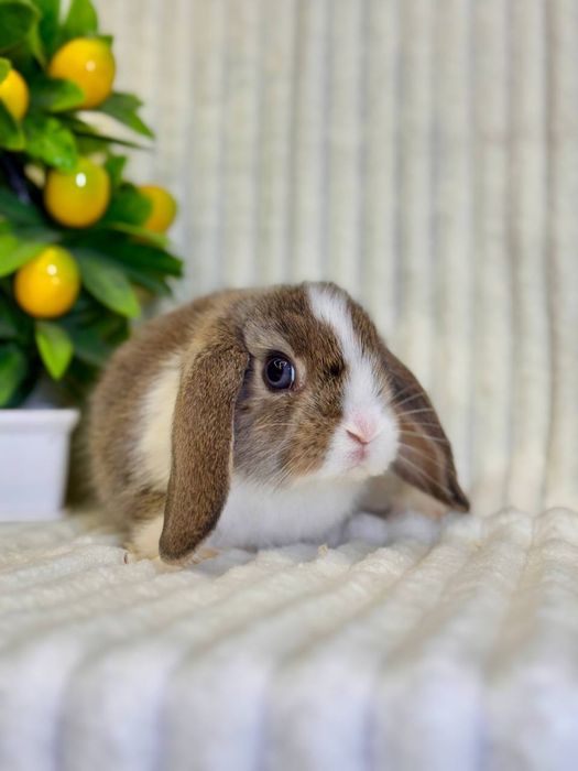 Quyon bolasi sovg'a uchun va maxsus qafas