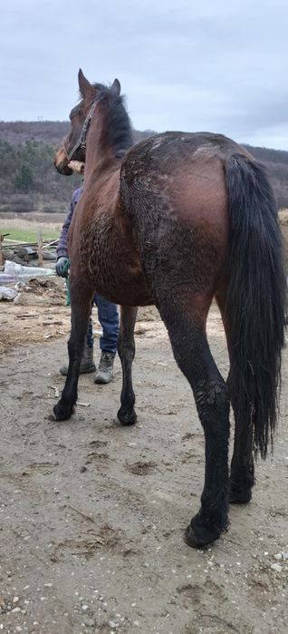 Manza de 2 ani 155 înălțime