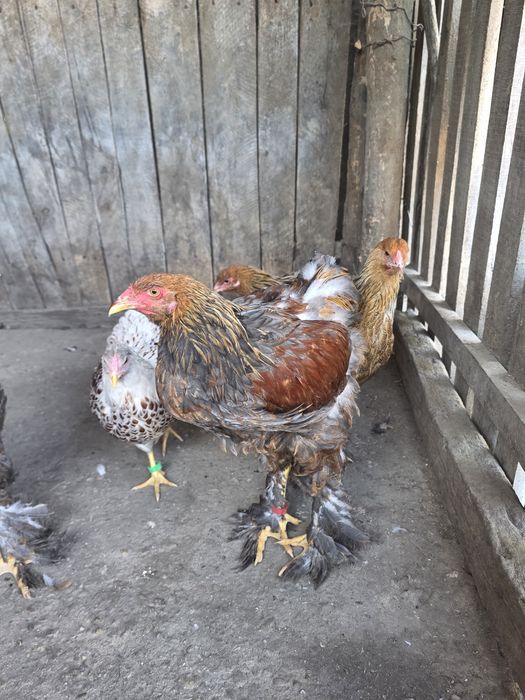 Vând pui de gaină,brahma,plymount,cochinchina