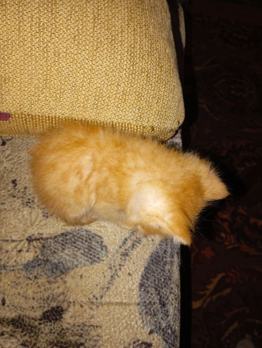 Хорошенький котенок ищет дом.
