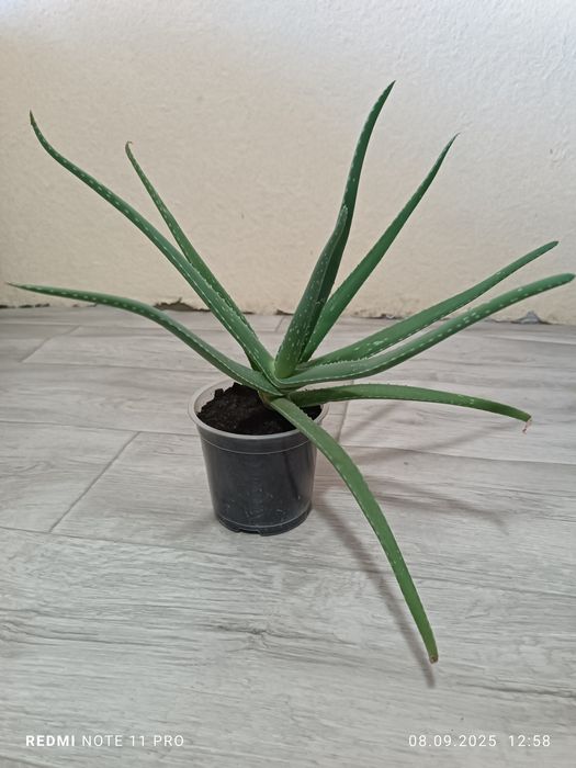 Продаются Комнатные цветы