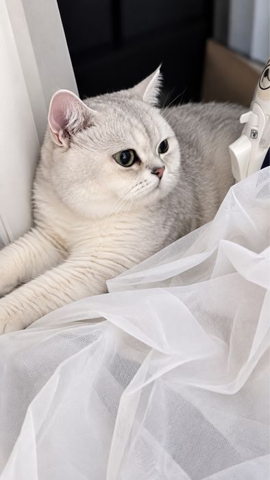 Красивый британский кот для вязки
