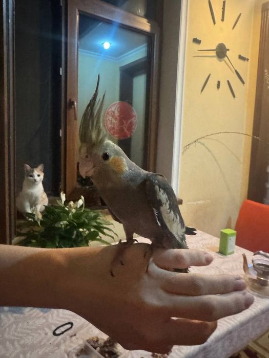 Кореллы Попугаи Красивые