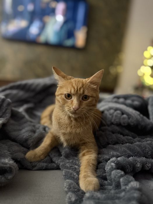 Отдам кошечку в добрые руки