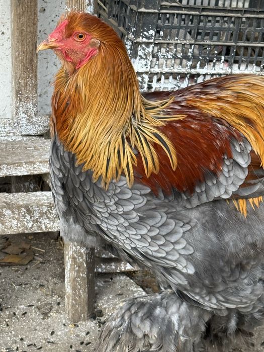 Cocosi brahma de TOP