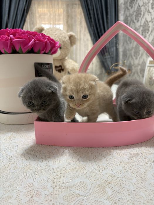 Породистые котят продается недорого