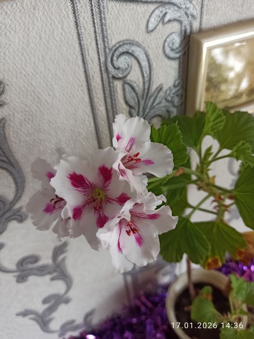 Пеларгонии продам