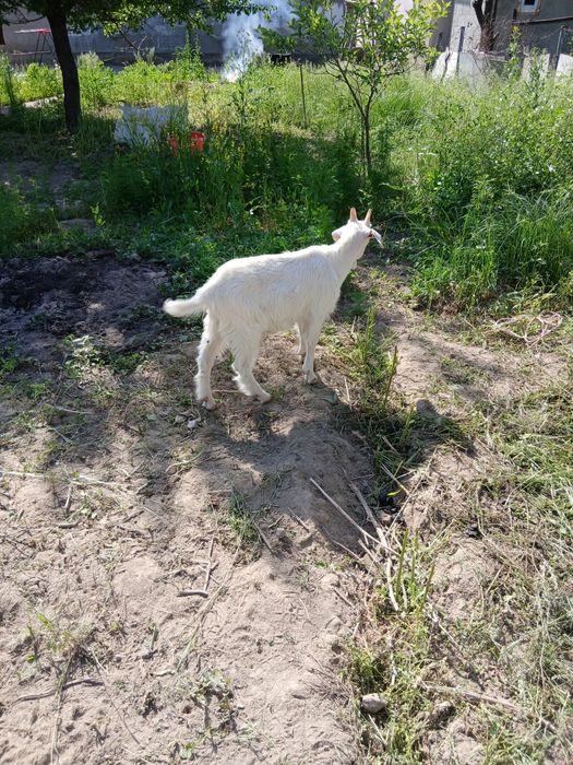 Прадаю козлят зааненские