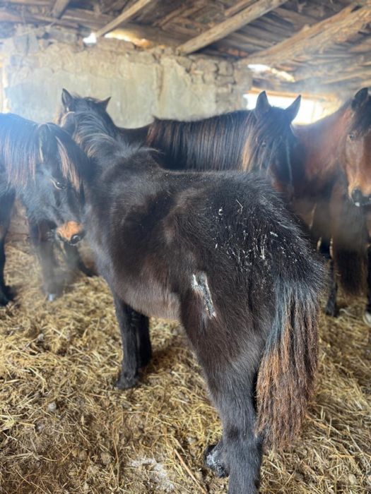 Продаю срочно еркек тай