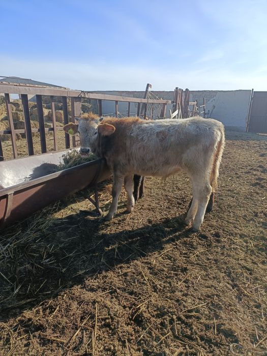 Баспақтар сатылады