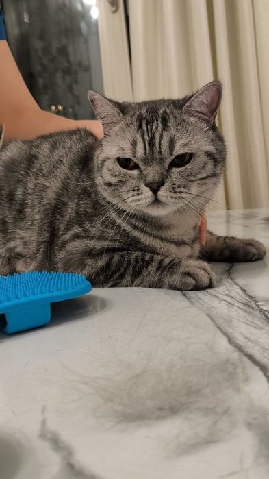 Зоогостиница - передержка для животных