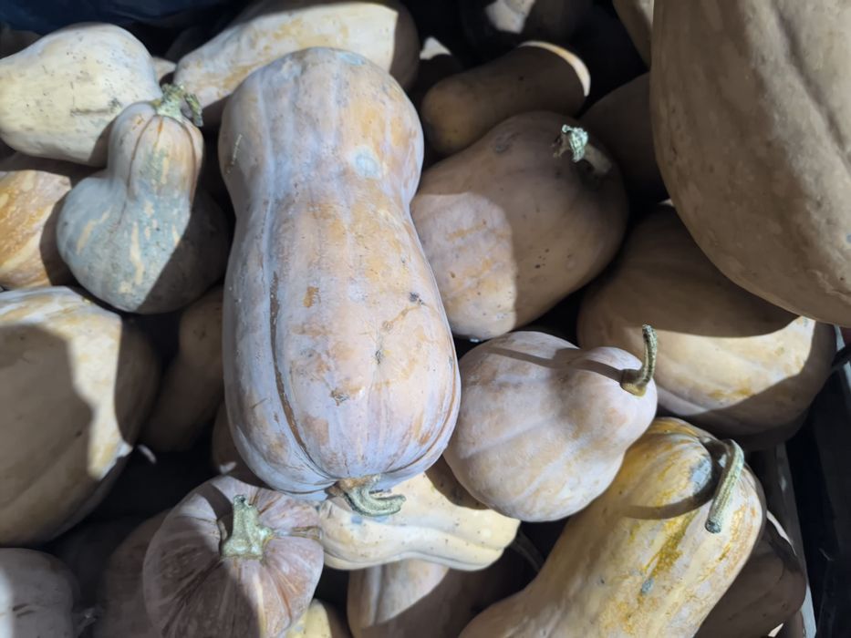 Тыква для скота. 70тг  .