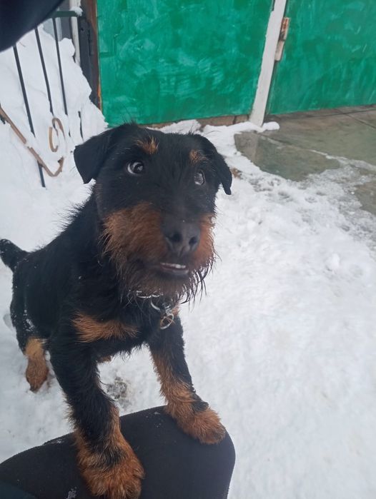 Ягдтерьер кабель для вязки