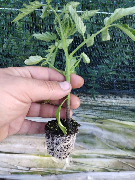 3️⃣0️⃣ Разсад Домати  3️⃣0️⃣цента