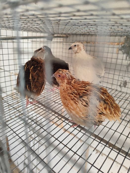 Пътпъдъци , Фараон и Манджурски