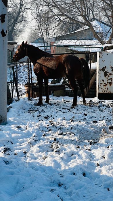 Айғыр саттылады.