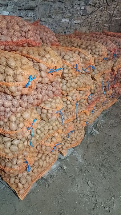 Cartofi de consum și sămânță