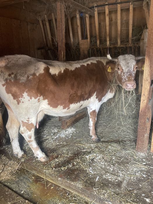 Vand vaca cu al şaptelea  vitel ,