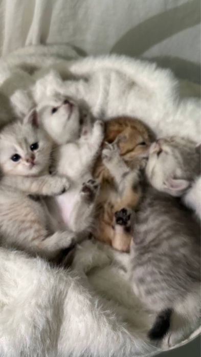 шотландский котенок