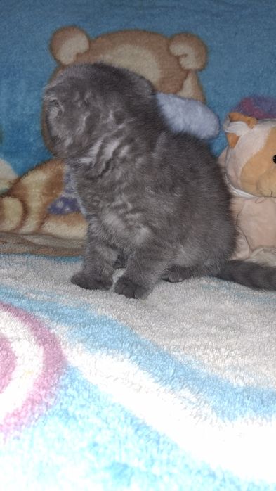 Продается котенок шотландский вислоухий скотиш фолд девочка.