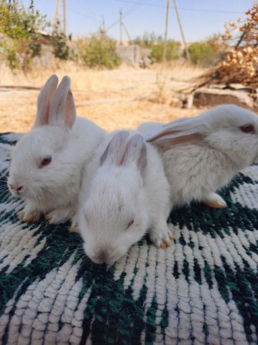 Куён купайтириб даромад килинг. Уйингизда пархез гушт бу Куён булсин.