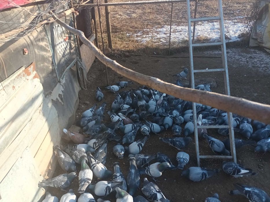 Vând urgent porumbei