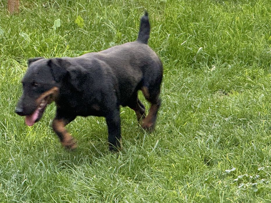 Ягдтерьер вязка случка