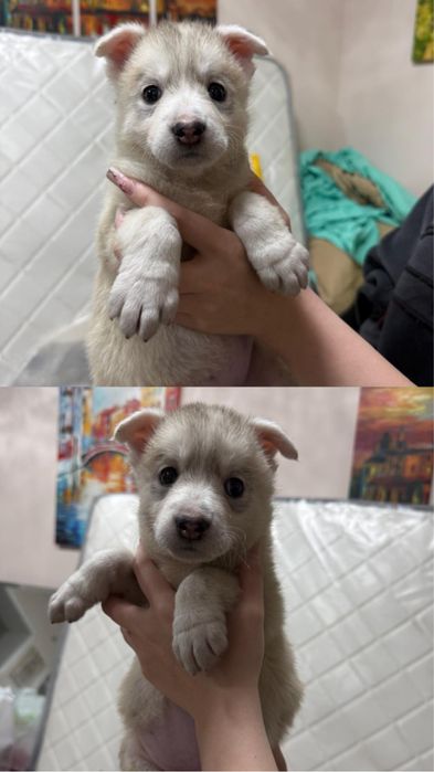 Отдам щенков. Помесь с хаски.