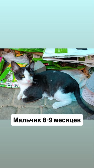 Отдам котят в добрые руки