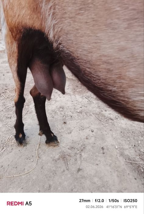 Nubin zotli echki