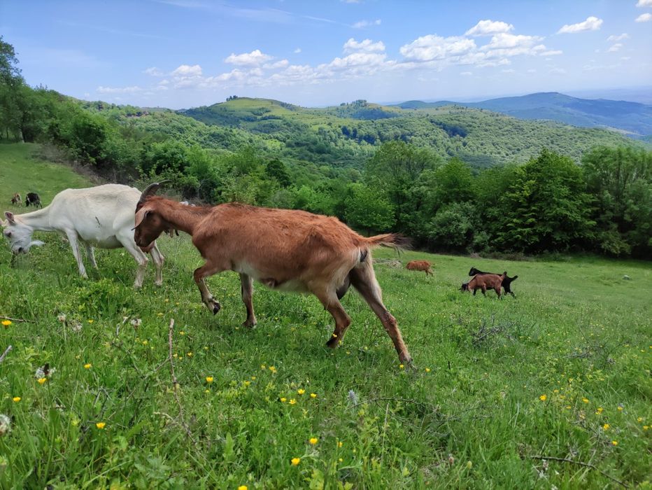 Vând capre de lapte - montate, la prima, a doua și a treia fătare