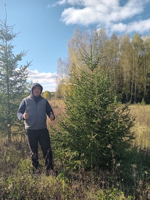 Ели сибирские качество люкс