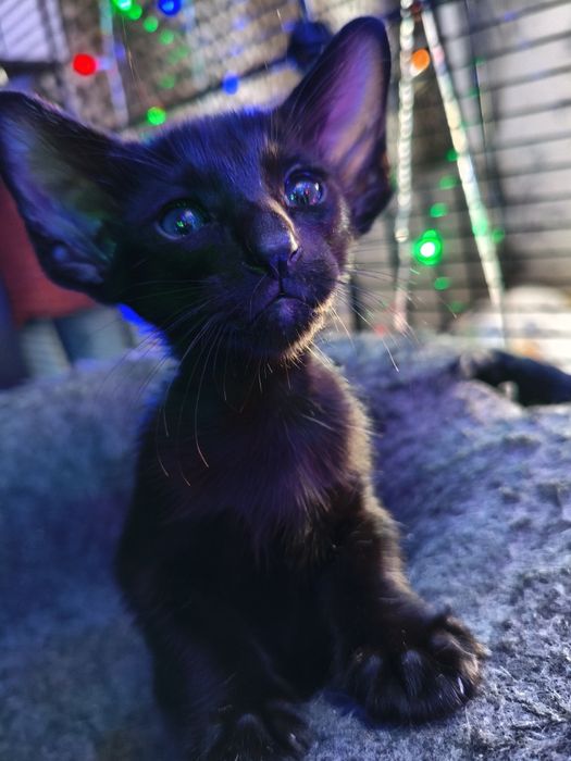 Ориентальные котята