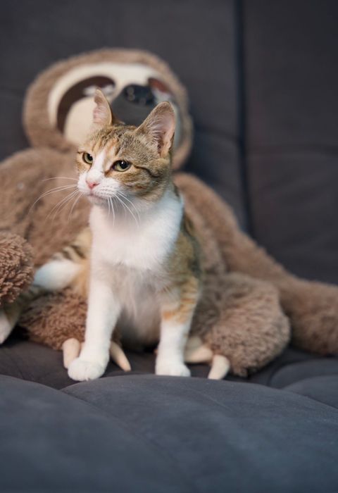 Котенок в хорошие руки