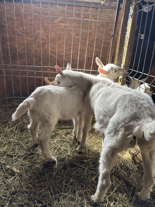 Vand iezi si pereche saanen si metis alpina
