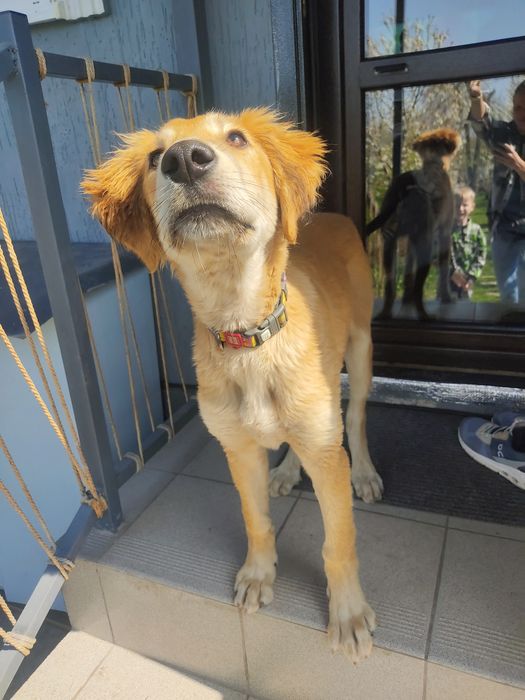 Собака в хорошие руки