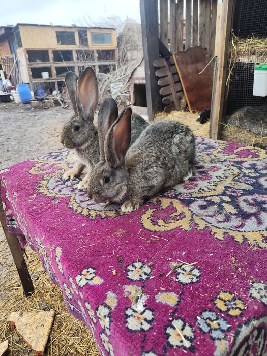 Iepuri de rasa vânzare