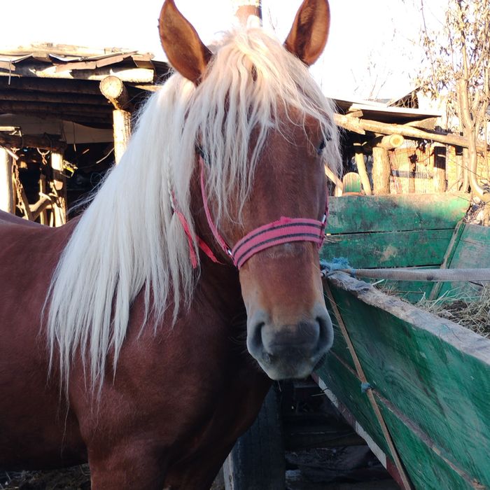 De vânzare  armăsar