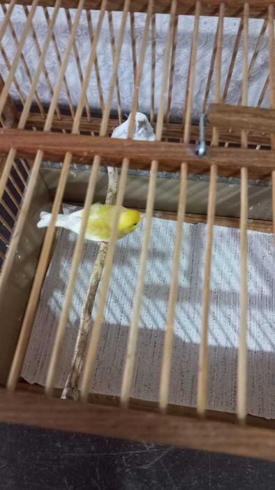 Продам красивых канареек