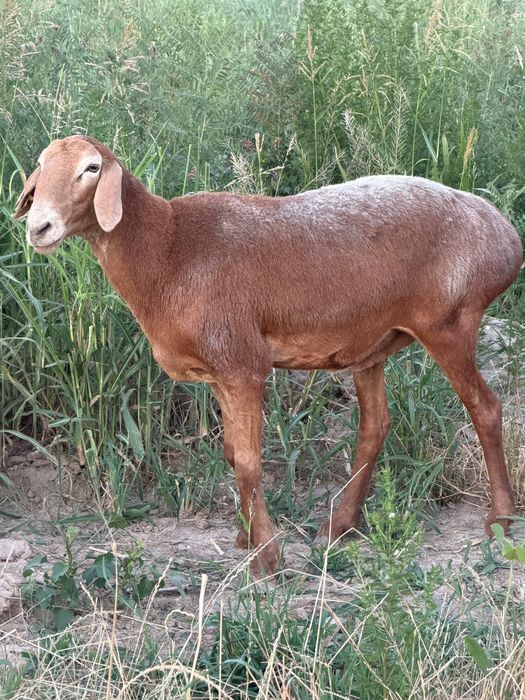 Arashan  qoy sotiladi