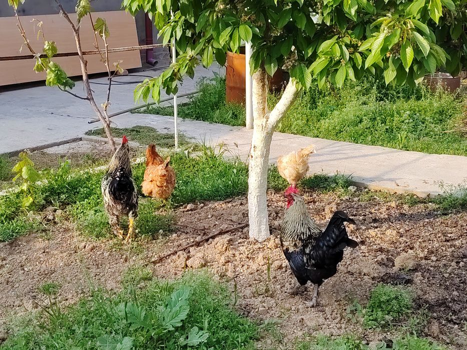 Петух / Хурозлар сотилади