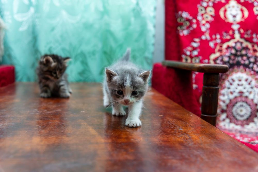 Отдам котят бесплатно в добрые руки